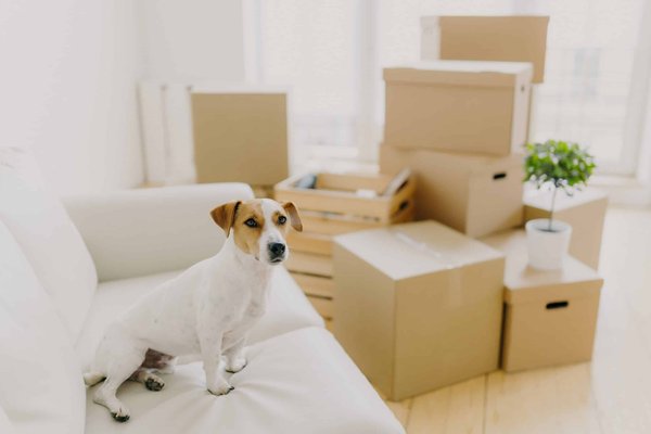 What are the Best Tips for Wearing Ankle Strap Heels Comfortably?